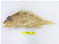 藏品(石狗公)的圖片